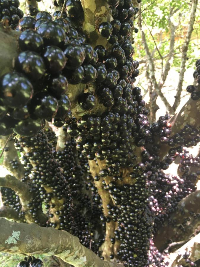 Chales Da Estrada Velha チラデンテス エクステリア 写真